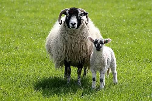 Ewe & Lamb