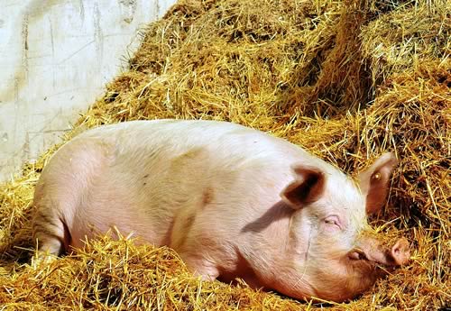 Pig