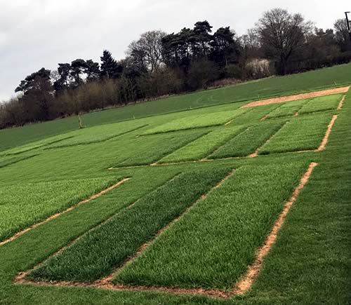 Trial Plots