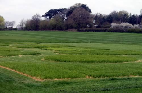 grassland & muck