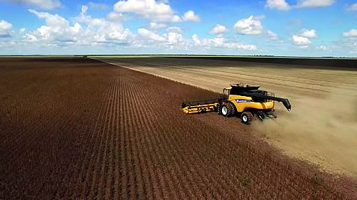 Soybean World Record