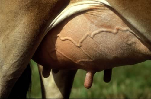 Udder