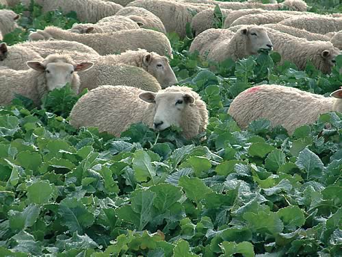 Brassicas (such as Avon forage rape, pictured) are an example of alternative forage crops that offer good nutritional value (including protein) alongside other benefits such as break cropping and improved soil health.