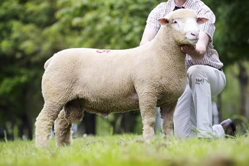 Pembroke Zest is Best - 2,500gns