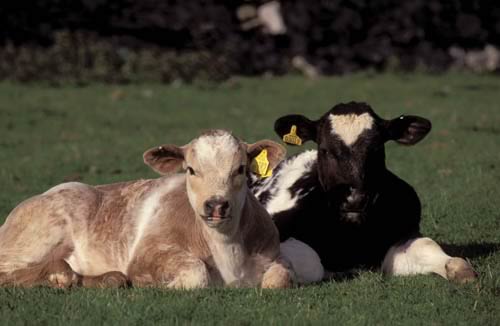 Cattle