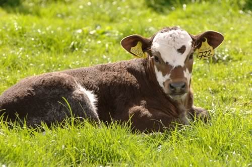 Calf