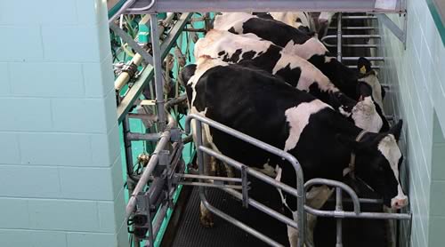 Dairy Parlour