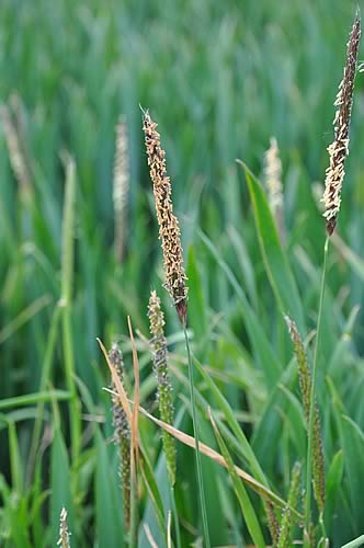 Blackgrass
