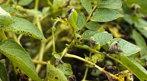 Potato Blight