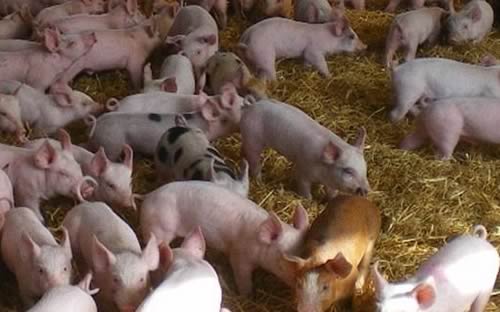 Pigs