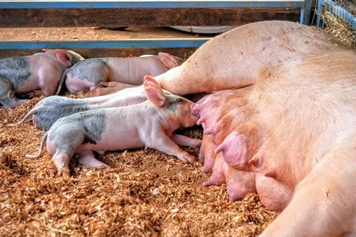 Pigs