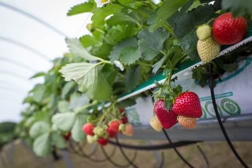 Strawberries