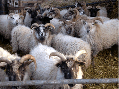 Boreray Sheep