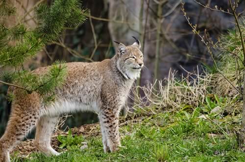 Lynx