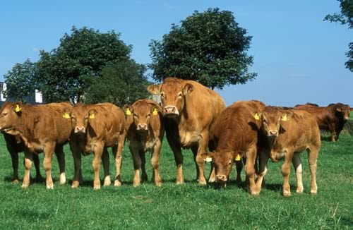 Cattle