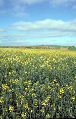 OSR