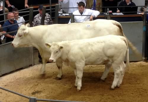 Lockton Gemma & Marigold - 4,250gns