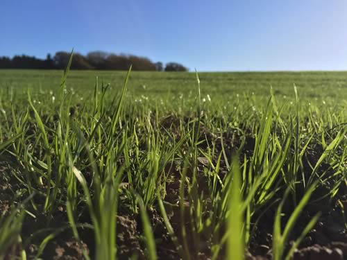 New Grass