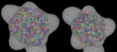 3D reconstructions of the inflorescence apex of Arabidopsis, comparing the wild type (right) with a DELLA mutant (left) – each apex is approximately a fifth of a millimeter across. To precisely measure how DELLA mutation affected the meristem, individual cells have been computationally identified. The meristem, shown with its cells coloured, is surrounded by the beginnings of floral buds (grey “bumps”). There are fewer meristem cells in the DELLA mutant.