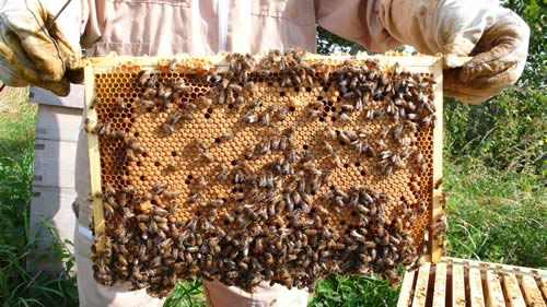 Bees