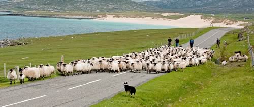 Crofting