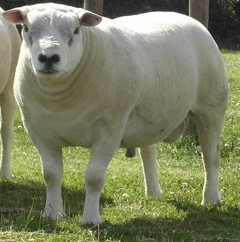 Ram