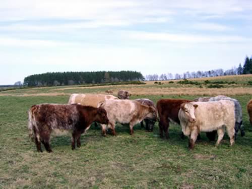 Cows