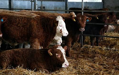 Cows
