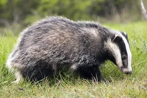 Badger