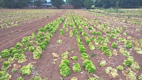 Lettuce