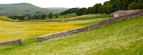 Wensleydale