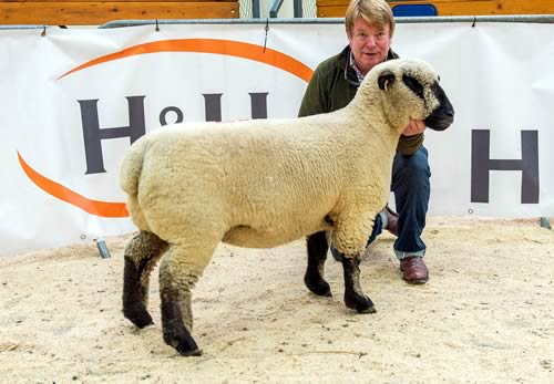 Ballycreelly 1,100gns shearling ewe