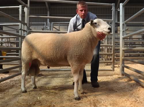 Top priced ram - Girgadis Floozie - B Latimer - 1050gns
