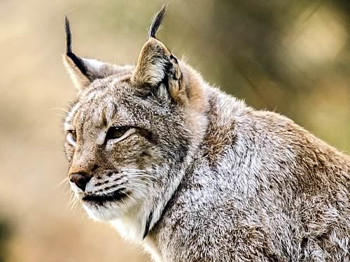 Lynx