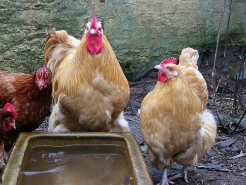 Hens