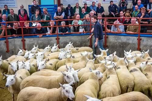 Sheep Sale