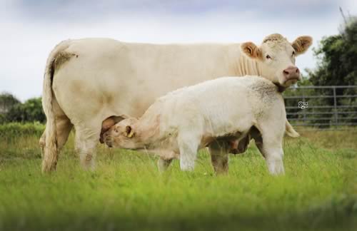 Top Priced Balbithan Faith & Balbithan Nelson 17,500gns