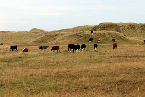 Cattle
