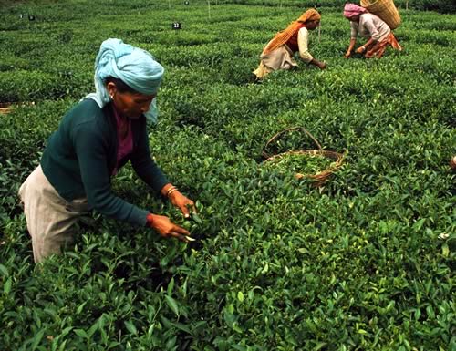 Tea Picking
