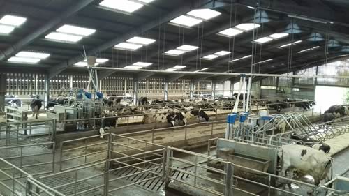A general view of the innovative dairy unit for 270 milkers at Myerscough College near Preston in Lancashire