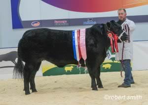 Overall Champion, Bexy Boo