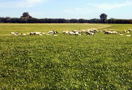 Plantain in mixed sward rotationally grazed