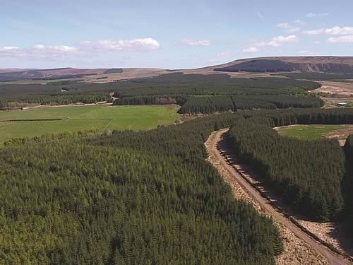 Forestry