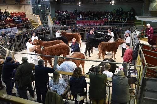 Skipton’s 2016 Christmas primestock show