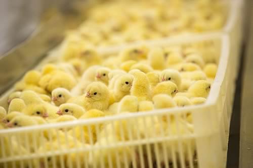 Chicks