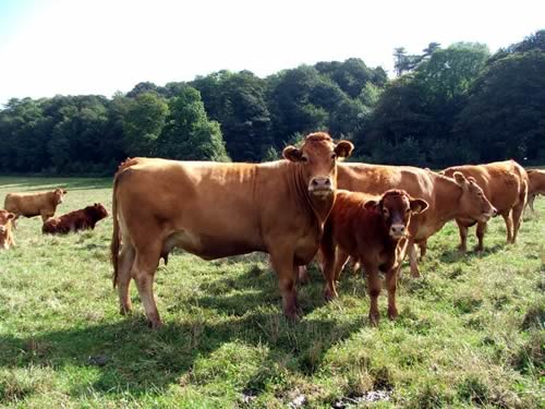 Cows & Calves