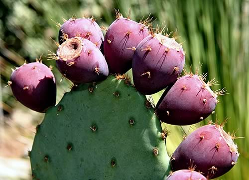 Cactus Pear