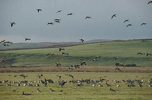 Wild Geese - Picture courtesy of RSPB