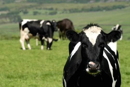 Cow