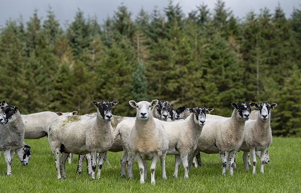 Tweedie flock